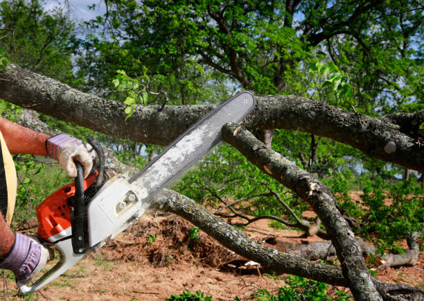 Large Tree Removal in Avon, PA